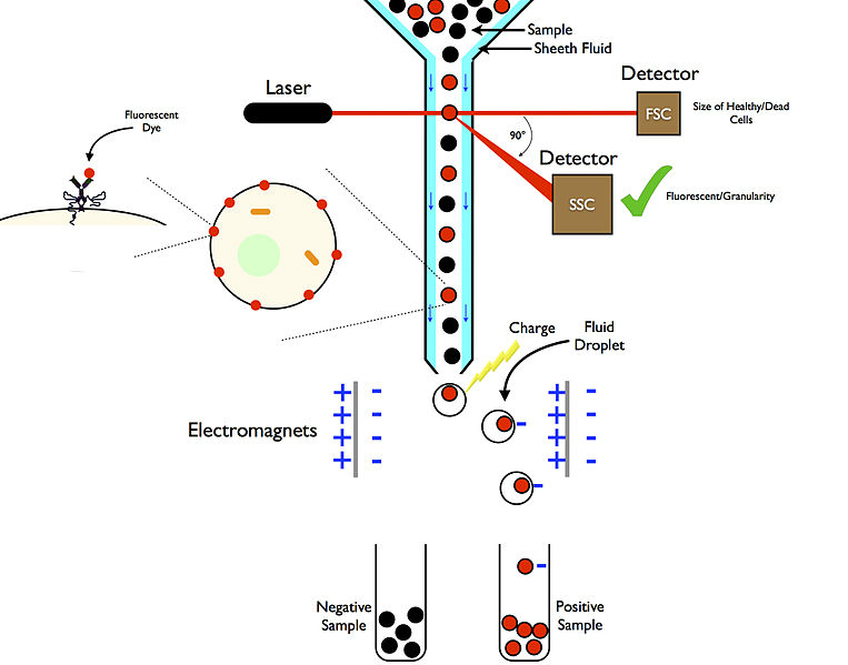 How the FACS Machine Works