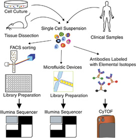 Immunology and Cell Biology (2016) 94, 225–229; doi:10.1038/icb.2015.106; published online 22 December 2015