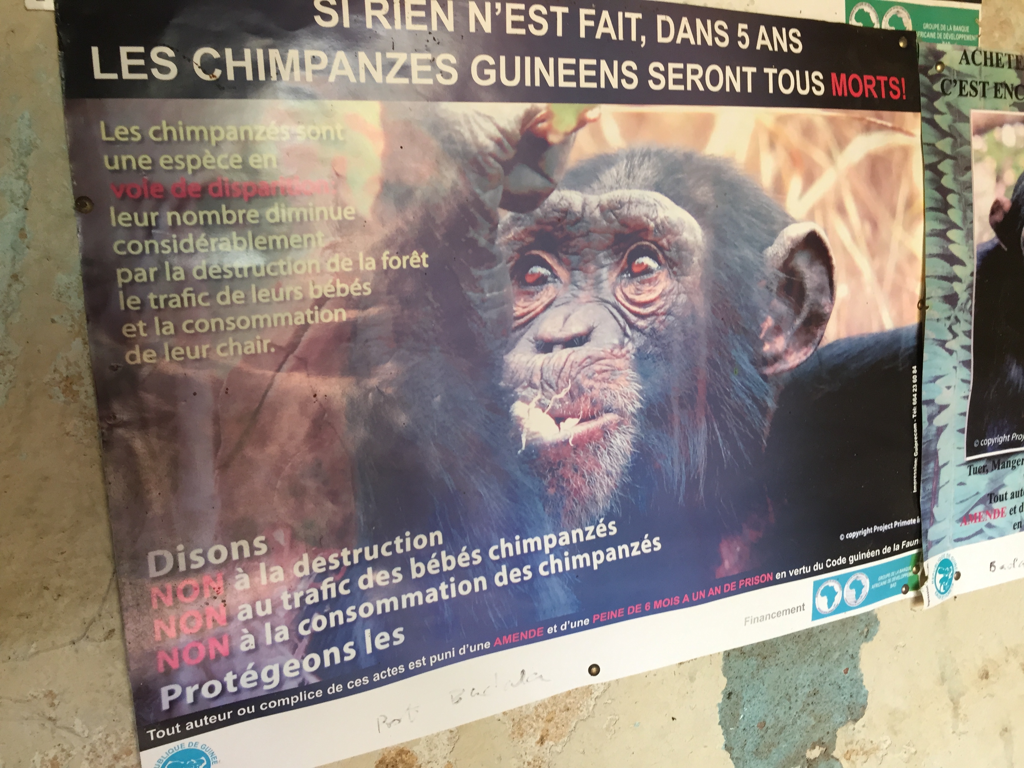 Don't Eat Chimpanzee